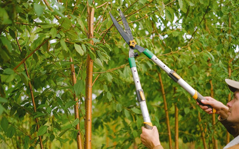 Tree trimming in Clarinda, IA